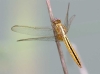 J01_1173 Crocothemis servilia female